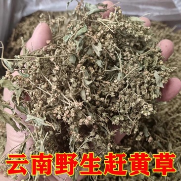 赶黄草花茶无硫***正品质量大货供应