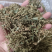 赶黄草花茶无硫***正品质量大货供应