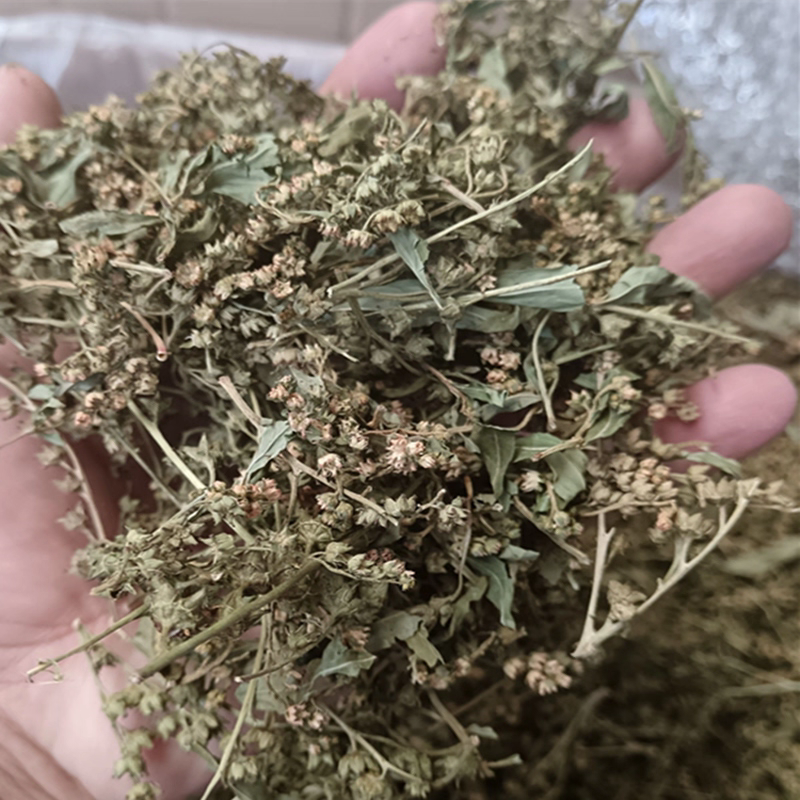 赶黄草花茶无硫***正品质量大货供应