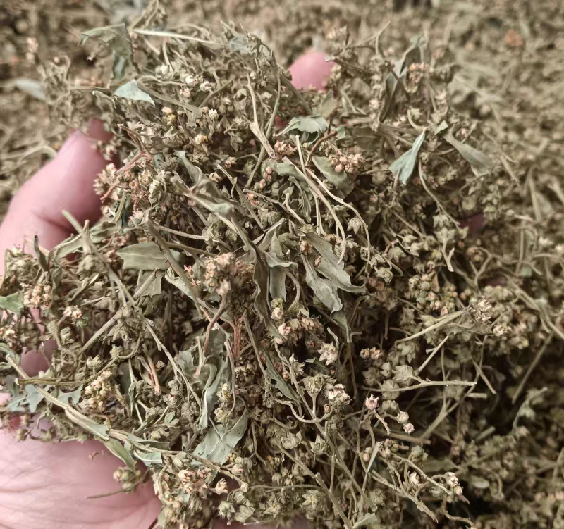 赶黄草花茶无硫***正品质量大货供应