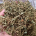 赶黄草花茶无硫***正品质量大货供应