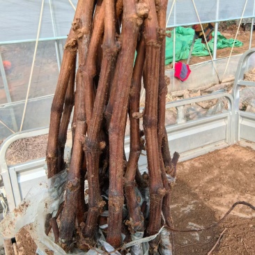 河北巨峰嫁接苗货源充足量大价优欢迎随时联系看货