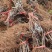 河北巨峰嫁接苗货源充足量大价优欢迎随时联系看货