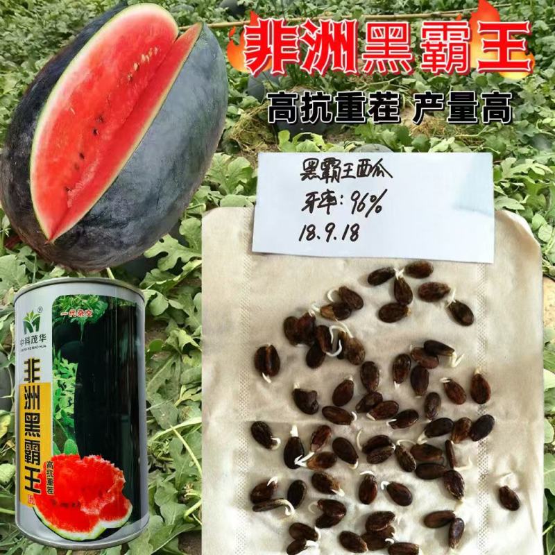 非洲黑霸王西瓜种子巨大黑皮西瓜种子早熟高产