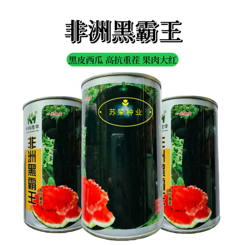 非洲黑霸王西瓜种子巨大黑皮西瓜种子早熟高产