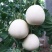 冰糖美玉甜瓜种子抗病高糖白玉甜瓜种子超甜白沙蜜白皮白肉香