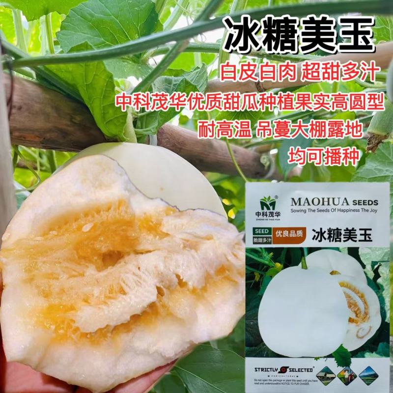 冰糖美玉甜瓜种子抗病高糖白玉甜瓜种子超甜白沙蜜白皮白肉香