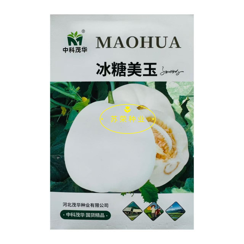 冰糖美玉甜瓜种子抗病高糖白玉甜瓜种子超甜白沙蜜白皮白肉香