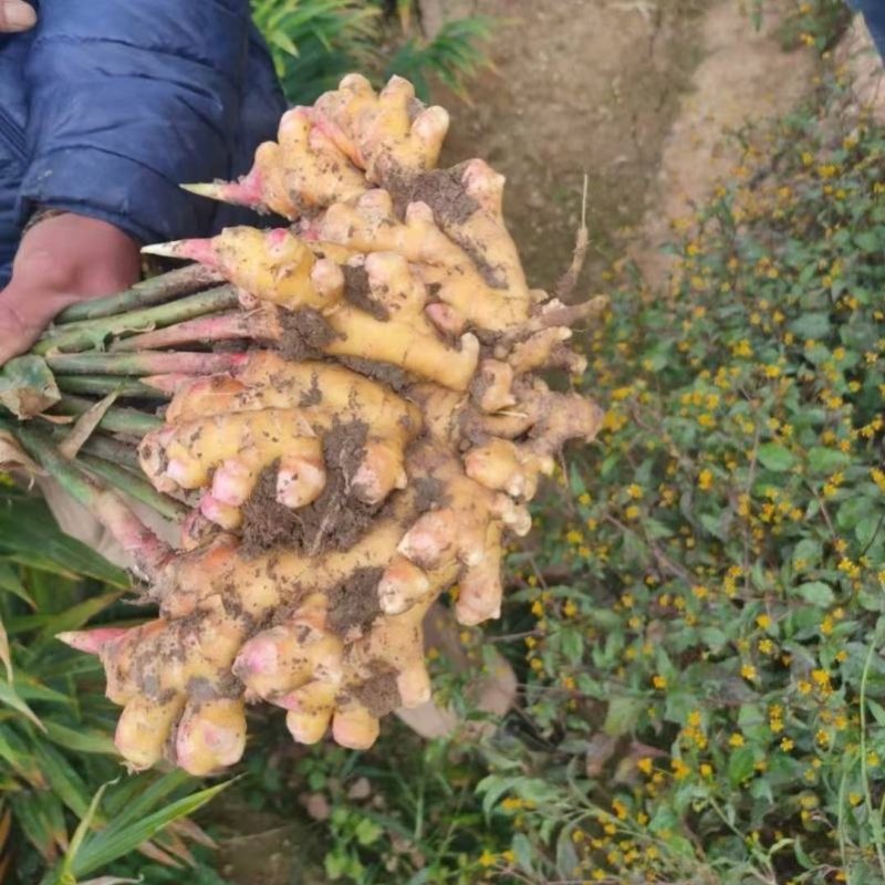 《精选》云南红土小黄姜/文山原产地【电商商超批发】