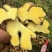 《云南小黄姜》红土小黄姜【批发商超电商】现挖现发