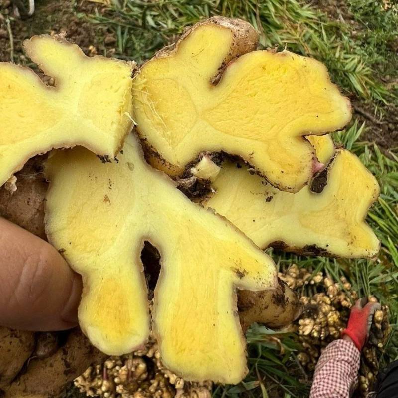 《云南小黄姜》红土小黄姜【批发商超电商】现挖现发