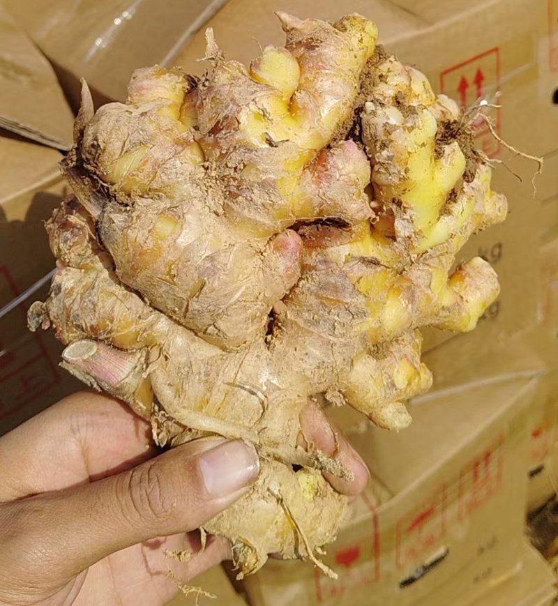 《云南小黄姜》红土小黄姜【批发商超电商】现挖现发