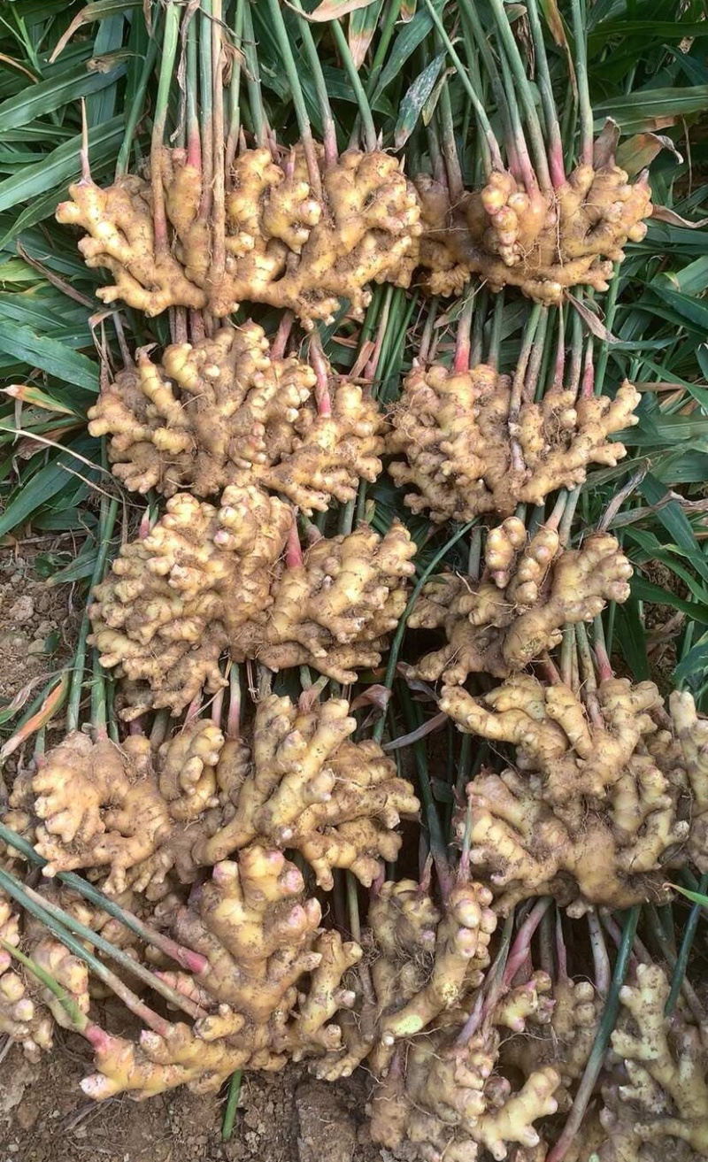 《云南小黄姜》红土小黄姜【批发商超电商】现挖现发