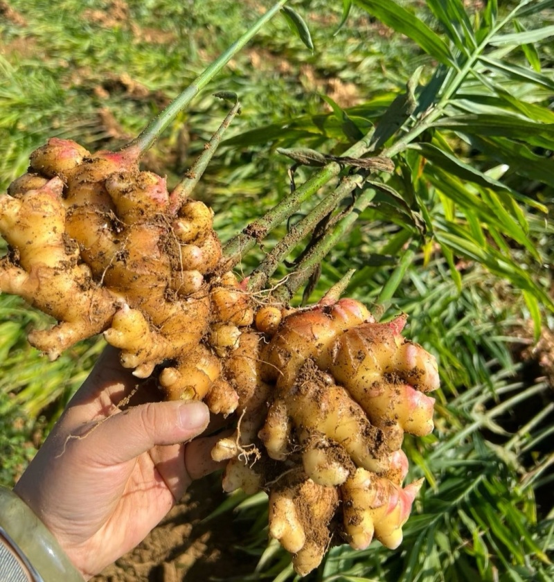 《云南小黄姜》红土小黄姜【批发商超电商】现挖现发