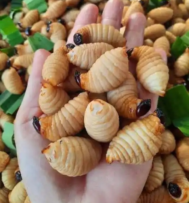 高蛋白竹笋虫/常年供应/一手货源/量大有优惠/需要联系