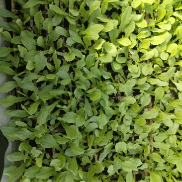 油麦菜。