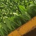 油麦菜。