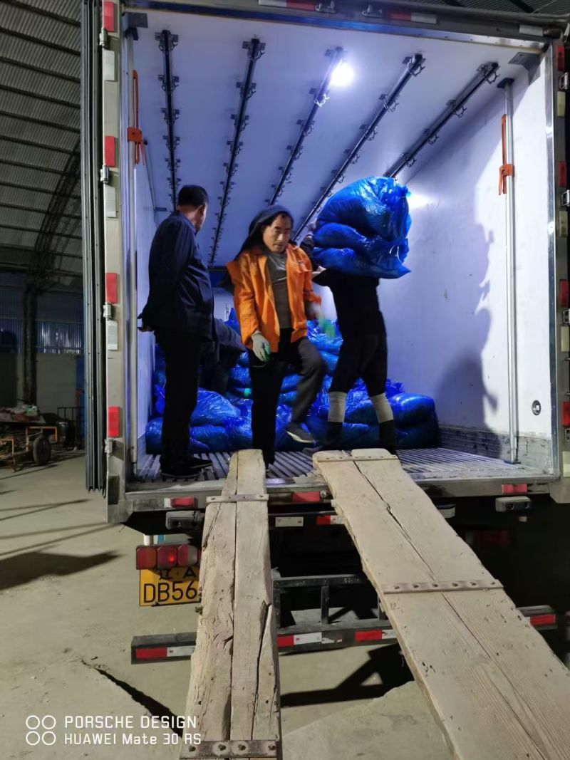 蒜苔批发总公司：赊销代发金乡县红帽蒜苔2千吨...