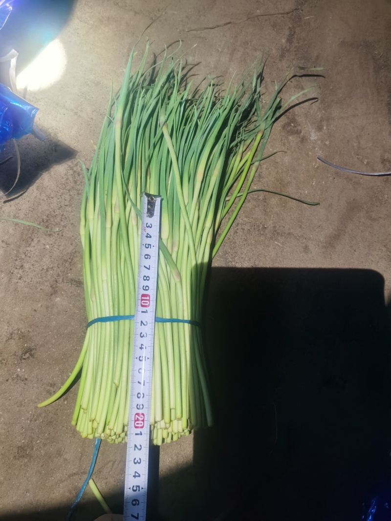 蒜苔批发总公司：赊销代发金乡县红帽蒜苔2千吨...