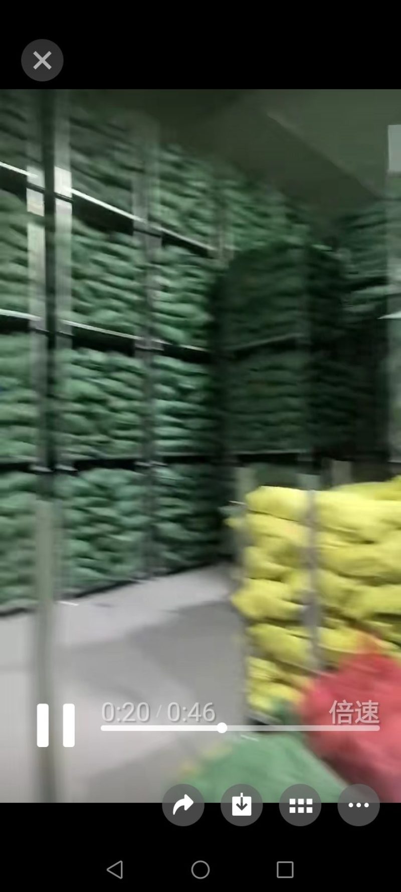 五彩糯玉米，白糯玉米大量有货