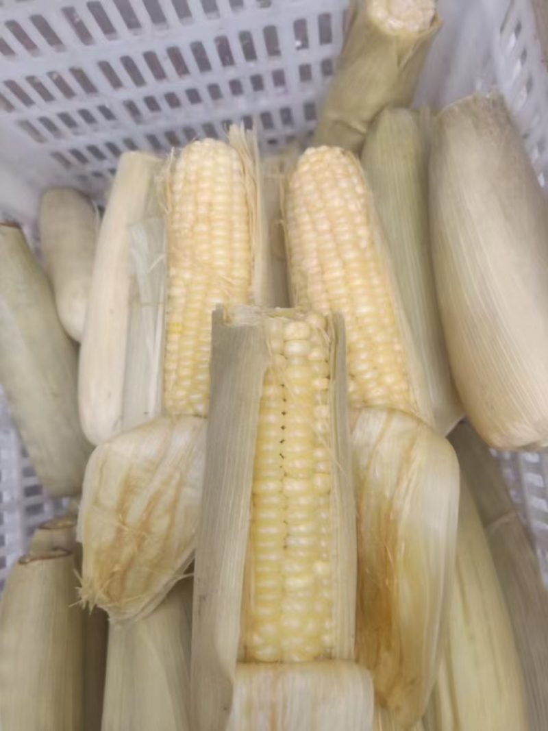 五彩糯玉米，白糯玉米
