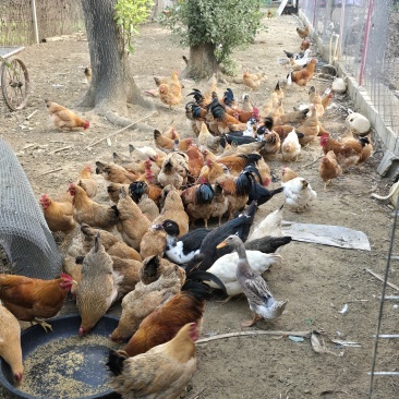 广西纯土鸡，散养土鸡，肉质鲜嫩