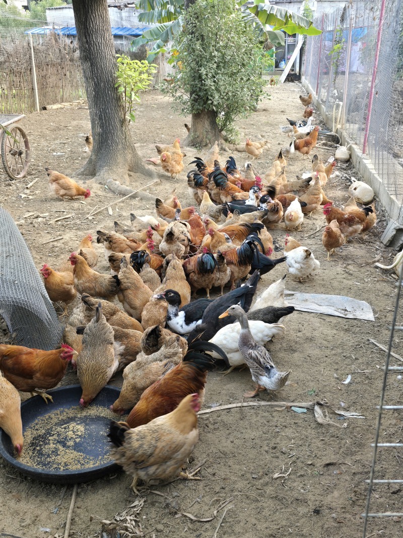 广西纯土鸡，散养土鸡，肉质鲜嫩