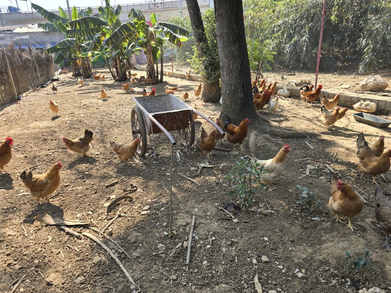 广西纯土鸡，散养土鸡，肉质鲜嫩