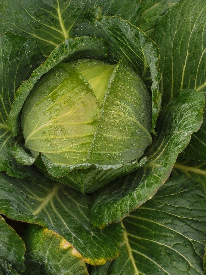 甘篮包菜连花白