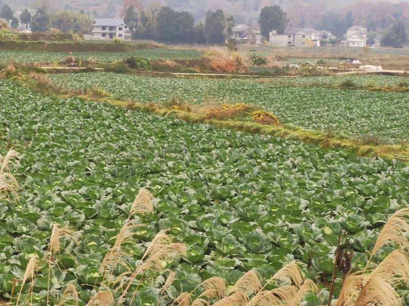 甘篮包菜连花白