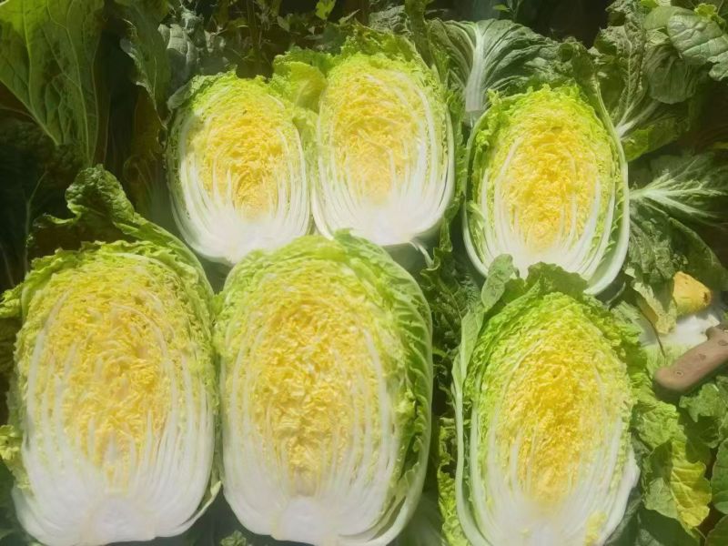 《推荐》大白菜规格齐全货量大规格全，可按要求包装