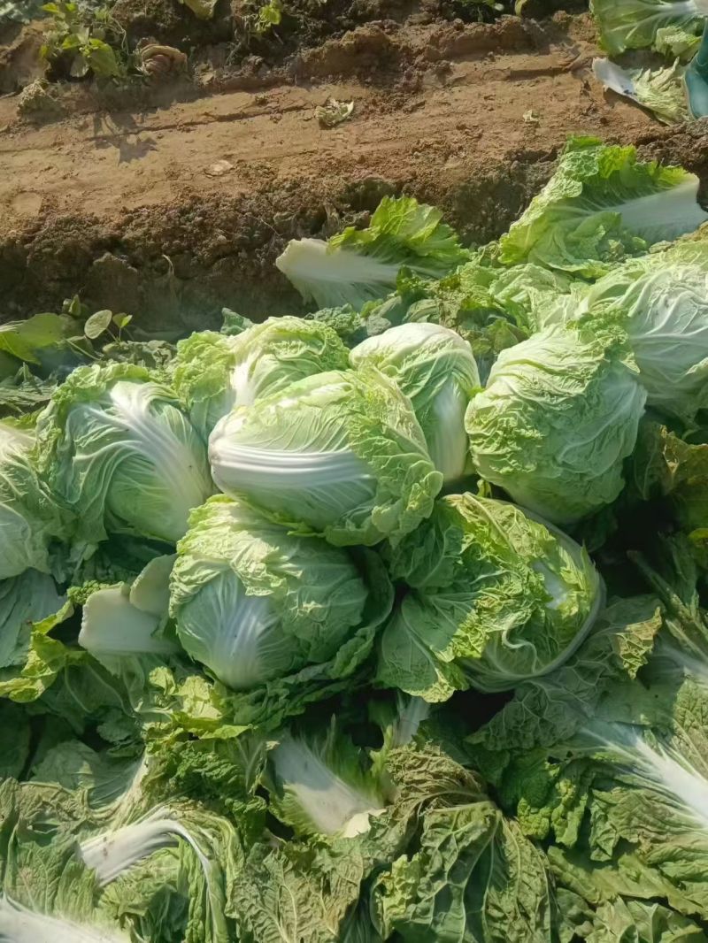 《推荐》大白菜规格齐全货量大规格全，可按要求包装