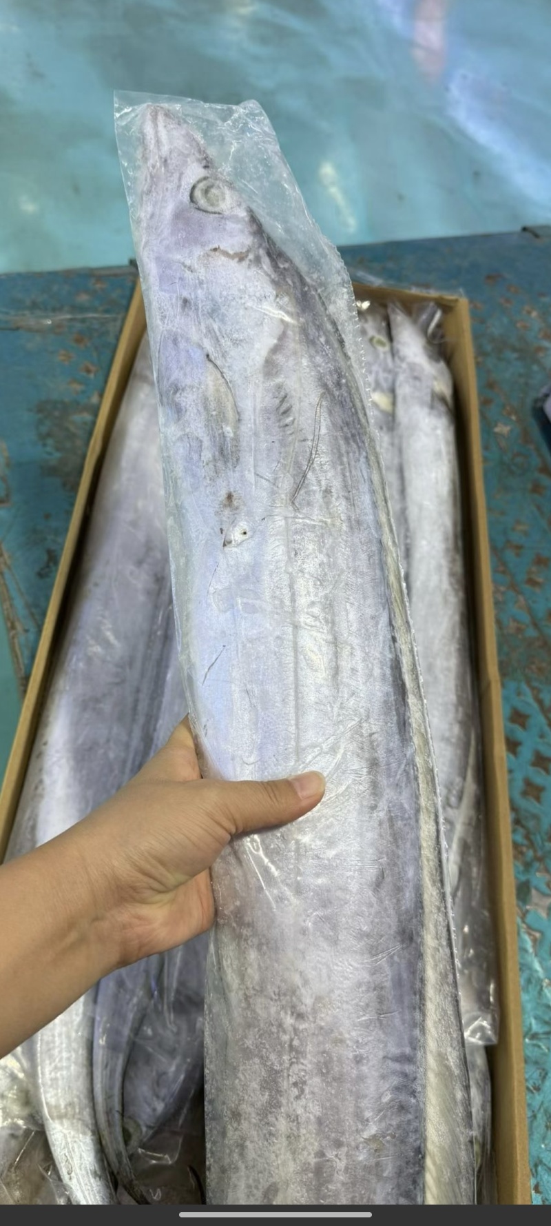 印尼AAA钓带网带阿曼钓带网带质量好价格优