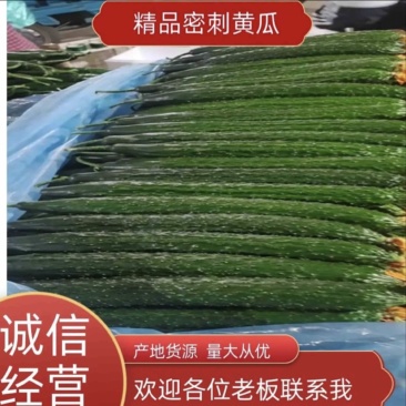 广东密刺黄瓜，产地直发，专业对接美团，多多，快驴电商