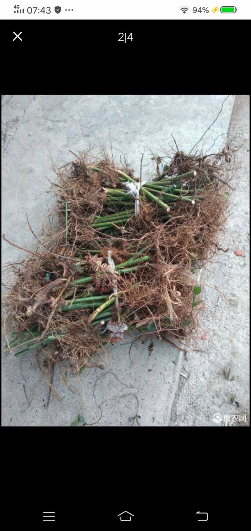 覆盆子苗