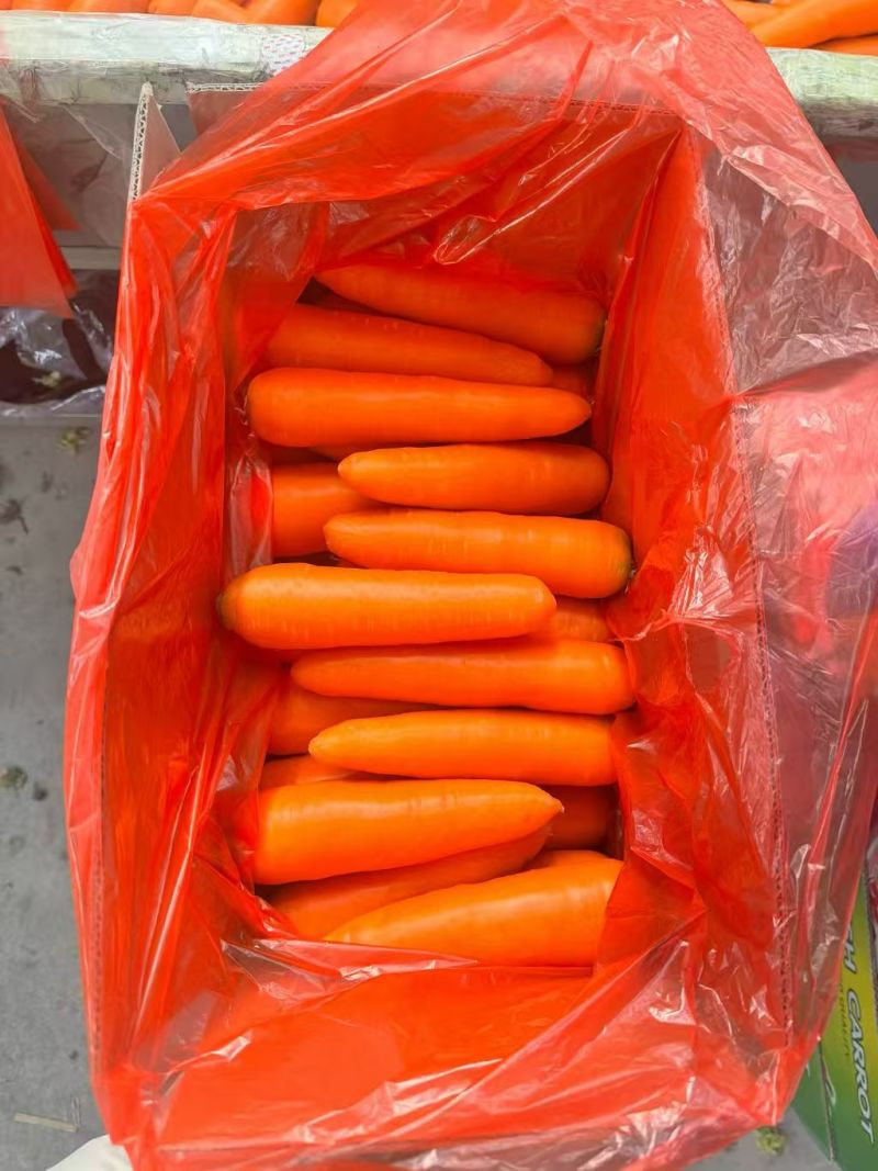 出口俄罗斯胡萝卜产地直发货源品质商超市场**产地直采