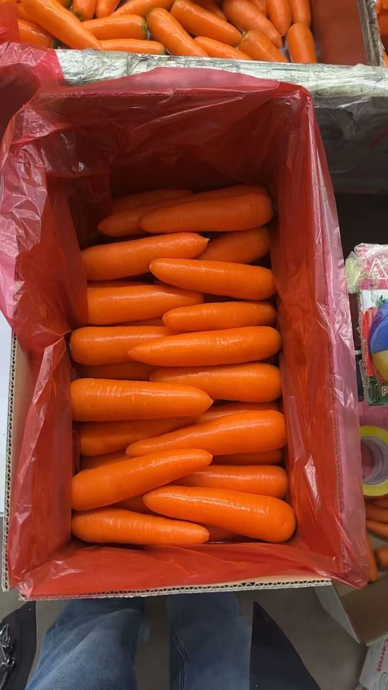 出口俄罗斯胡萝卜产地直发货源品质商超市场**产地直采