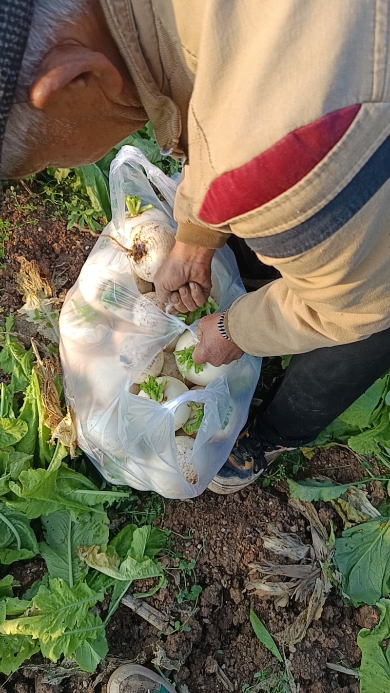 蔬菜