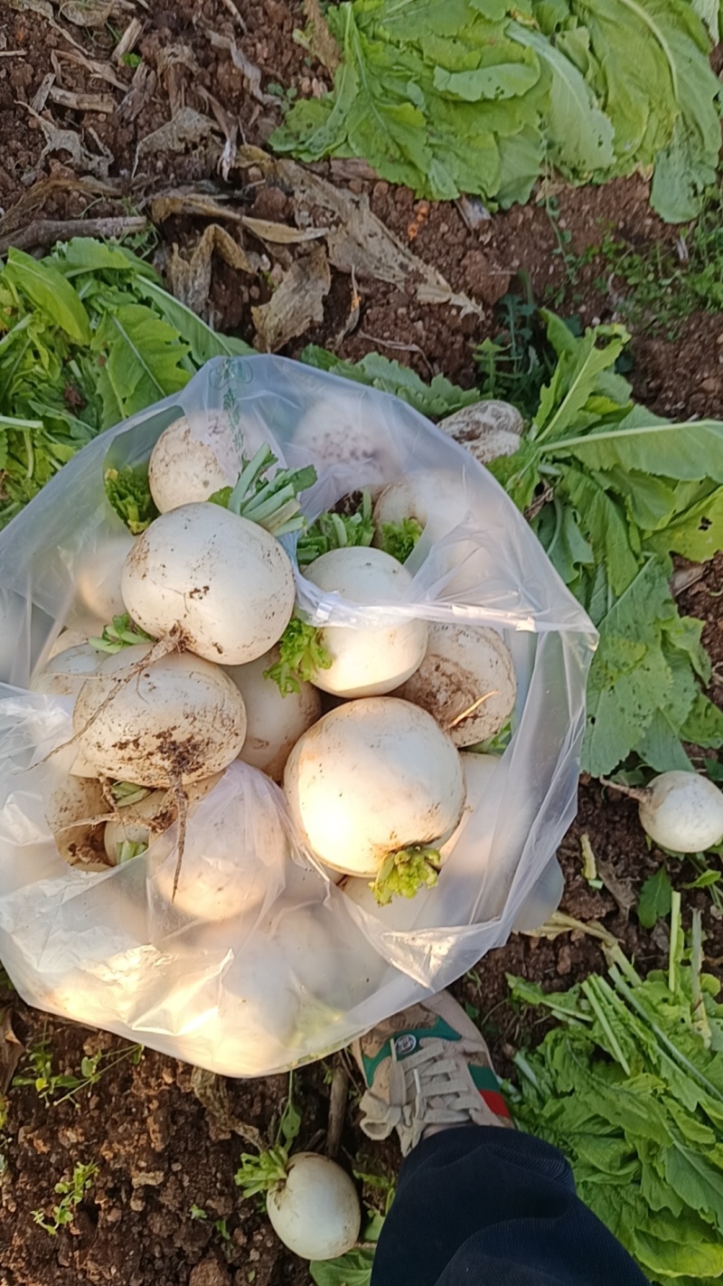 蔬菜