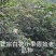 纯野生山茶油