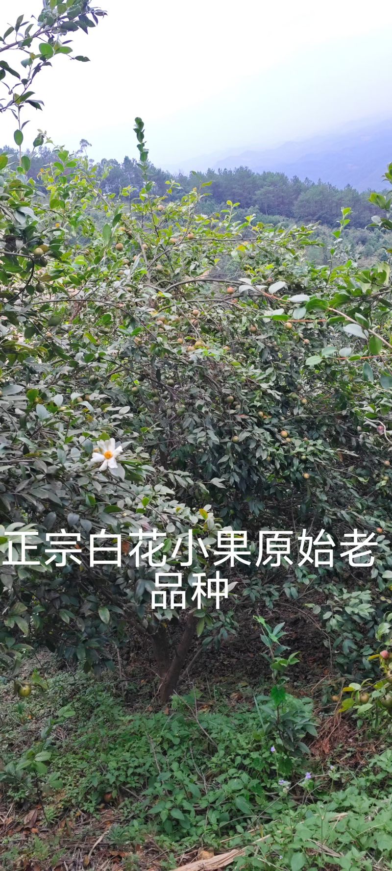 纯野生山茶油