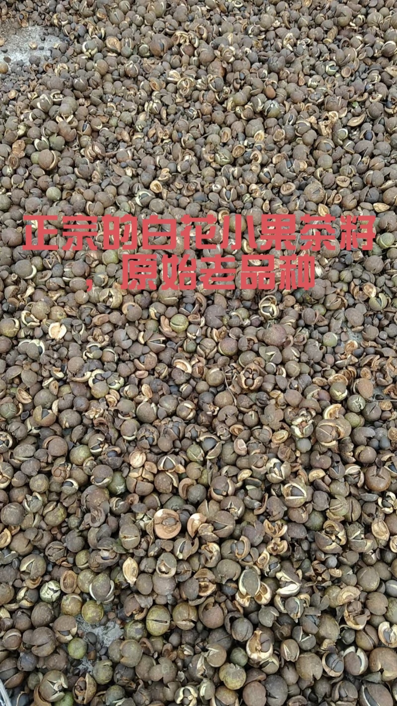 纯野生山茶油