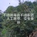 纯野生山茶油