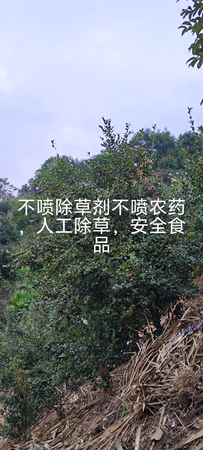 纯野生山茶油