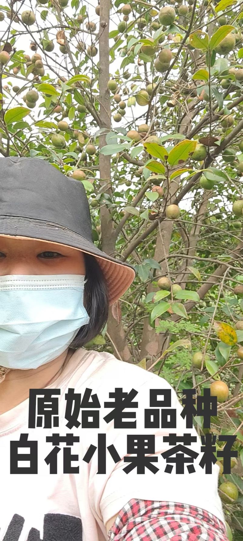 纯野生山茶油