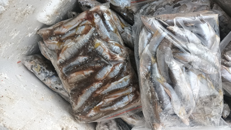 杂鱼白鱼麦穗老头鱼