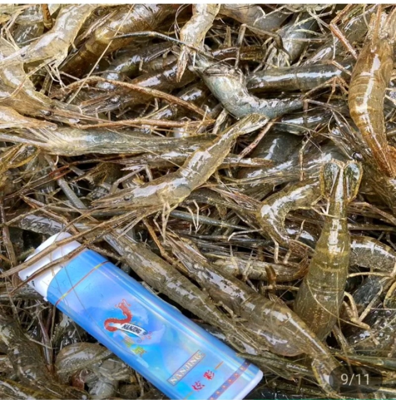 杂鱼白鱼麦穗老头鱼