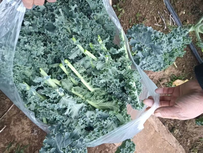 羽衣甘蓝精品叶泡沫箱发货