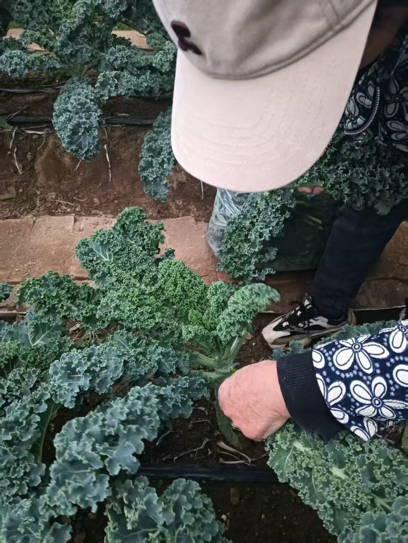 羽衣甘蓝精品叶泡沫箱发货