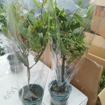 泰国垂丝茉莉花花期长带花丝稀有花卉室内垂吊